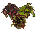 Palettblad ‘Coleus’ Ø12 cm